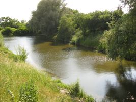 Berounka 1 - tůň Pískovna Šárovo kolo-3.6.11-2.JPG